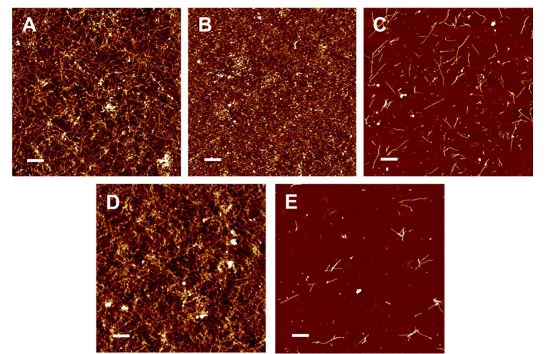 Representative afm images of 10 1m afj,_4 fibrils formed