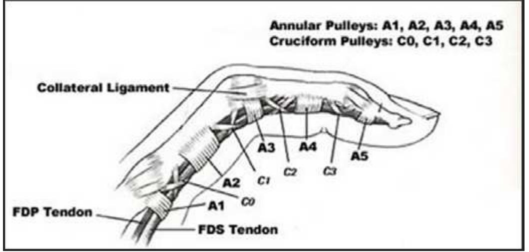 Anular Repad (PDF) The effect of hyaluronic acid injection on the outcome of flexor ...