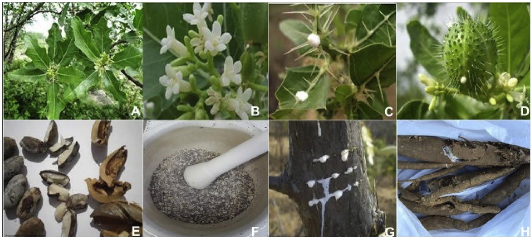 (PDF) Ethnobotanic, phytochemical uses and ethnopharmacological profile ...