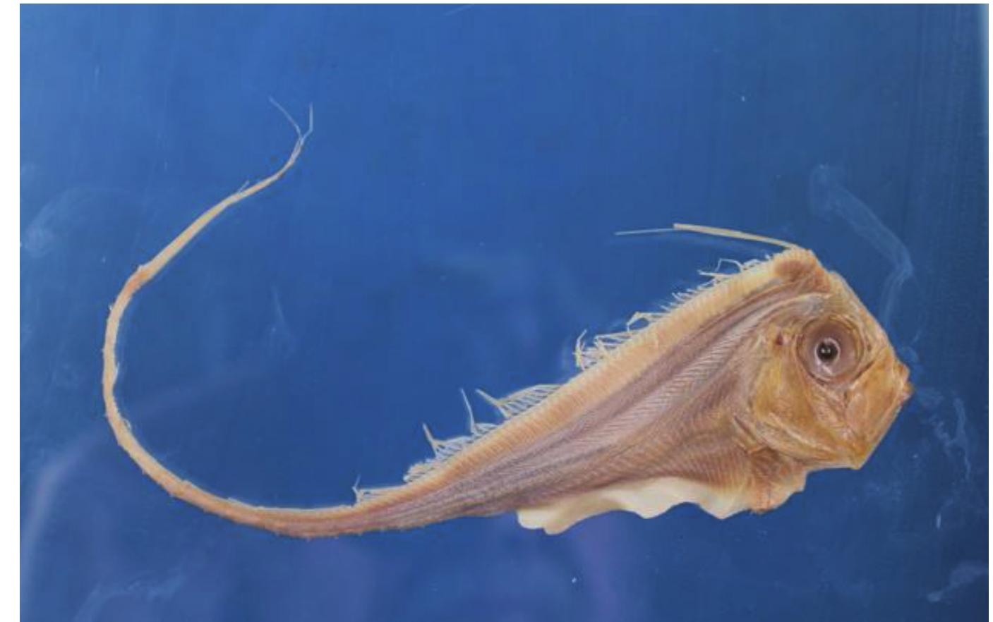 Ventral Ridging (PDF) First confirmed record of Zu cristatus in the Mediterranean coast ...