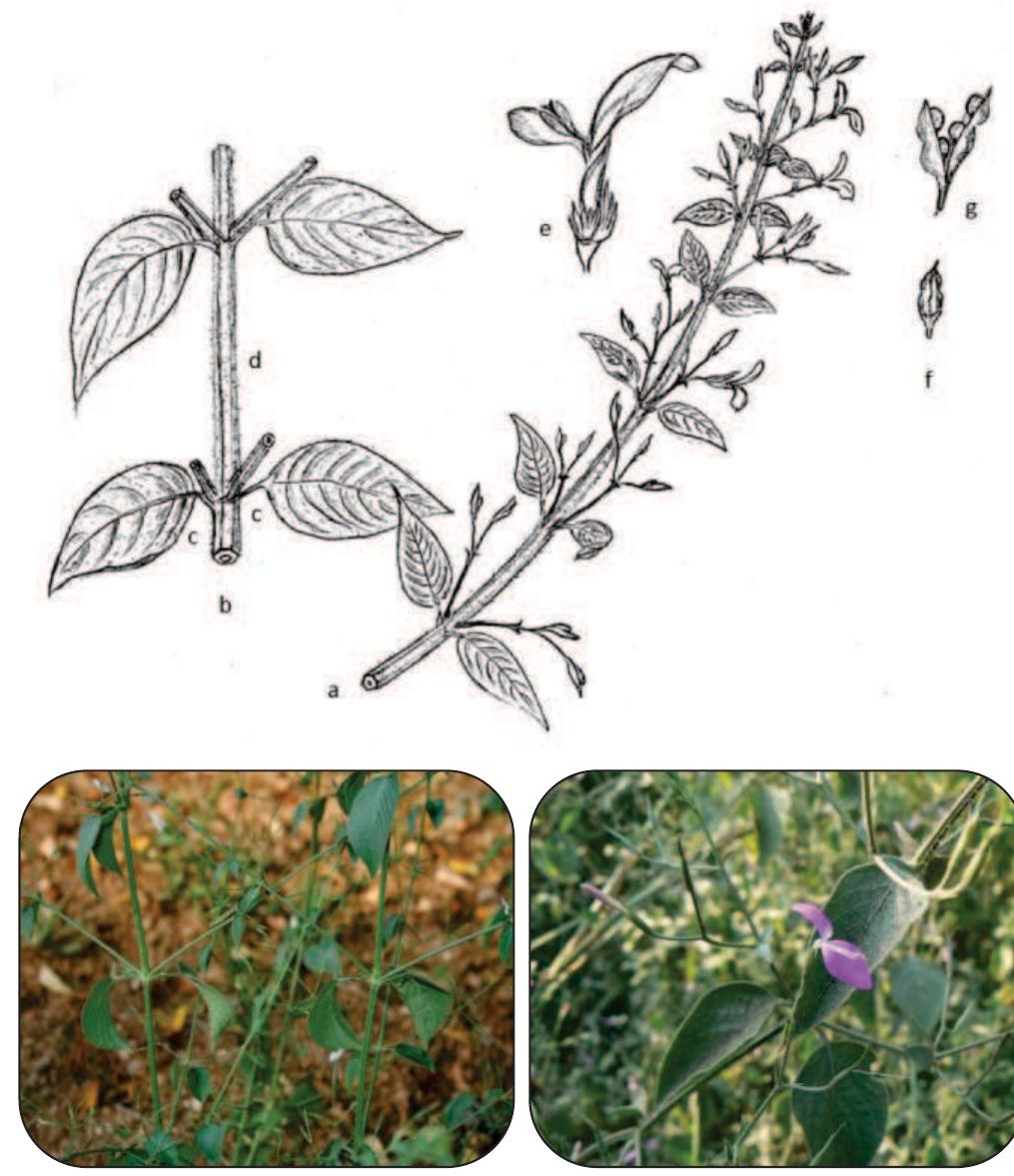Peristrophe (PDF) Chaksini (Peristrophe Bicalyculata (Retz) NEES.: A Comprehensive ...