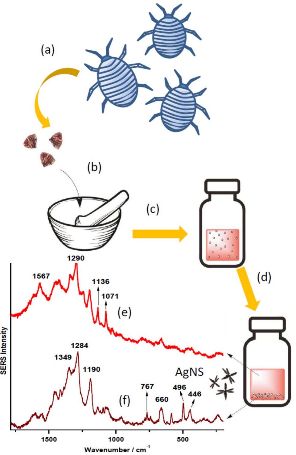 (PDF) Analysis of biomolecules in cochineal dyed archaeological ...