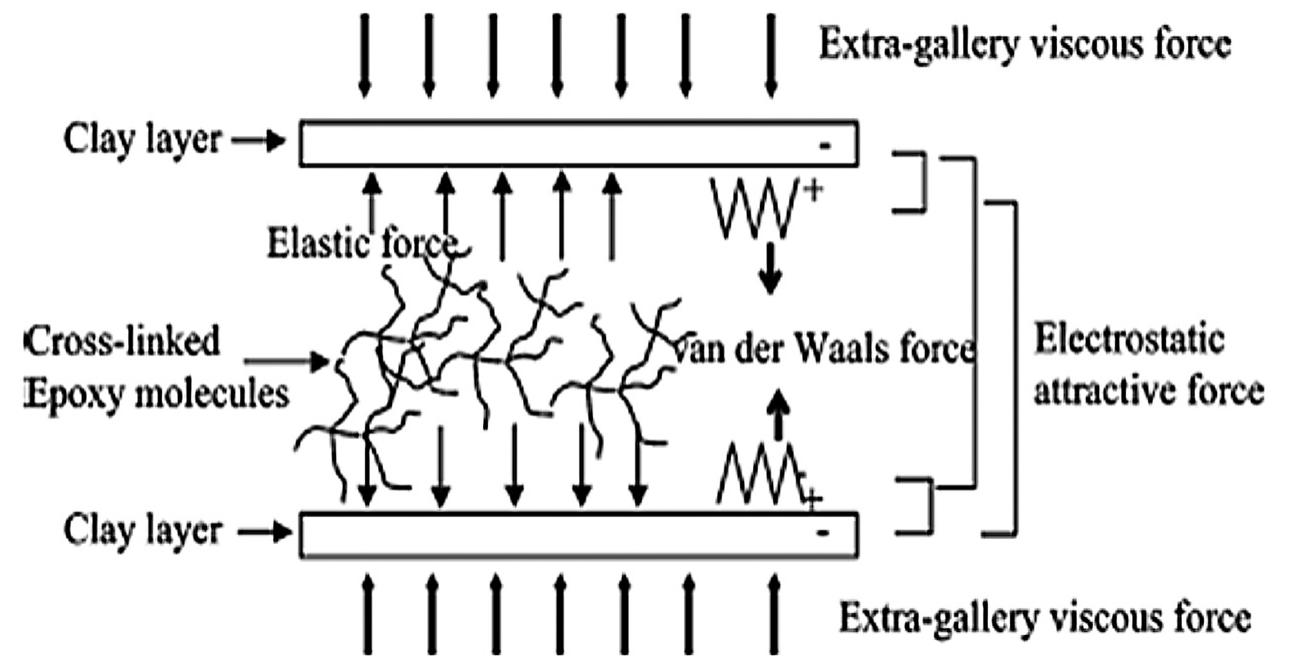 Schematic illustration of forces acting on a pair clay