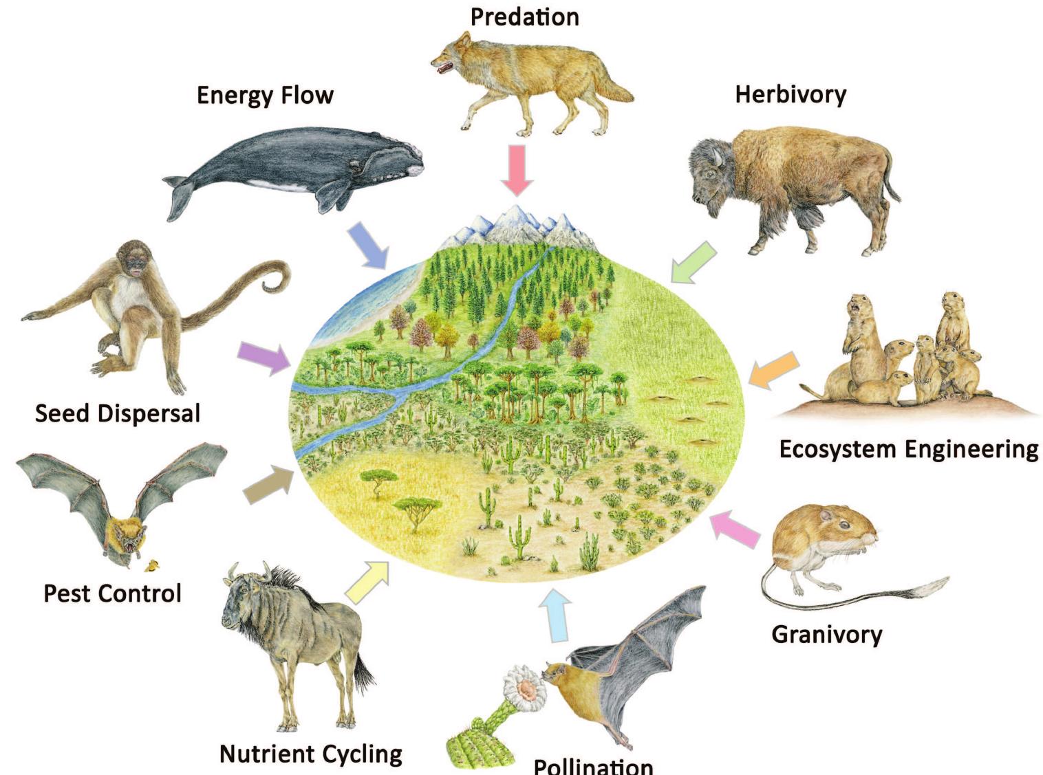 mammals play important roles in all ecosystems performing