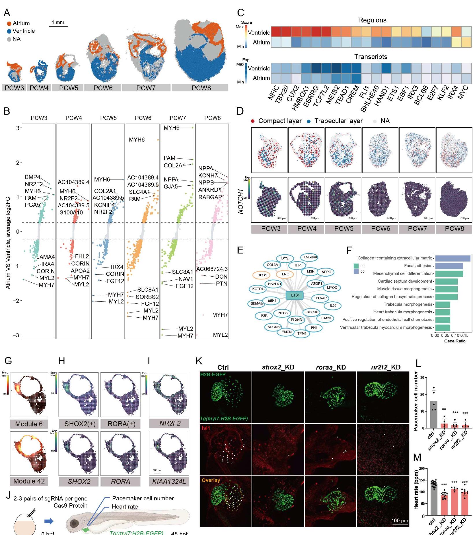 Transcriptomics In Embryogenesis (PDF) Spatiotemporal transcriptome atlas of human embryos after ...