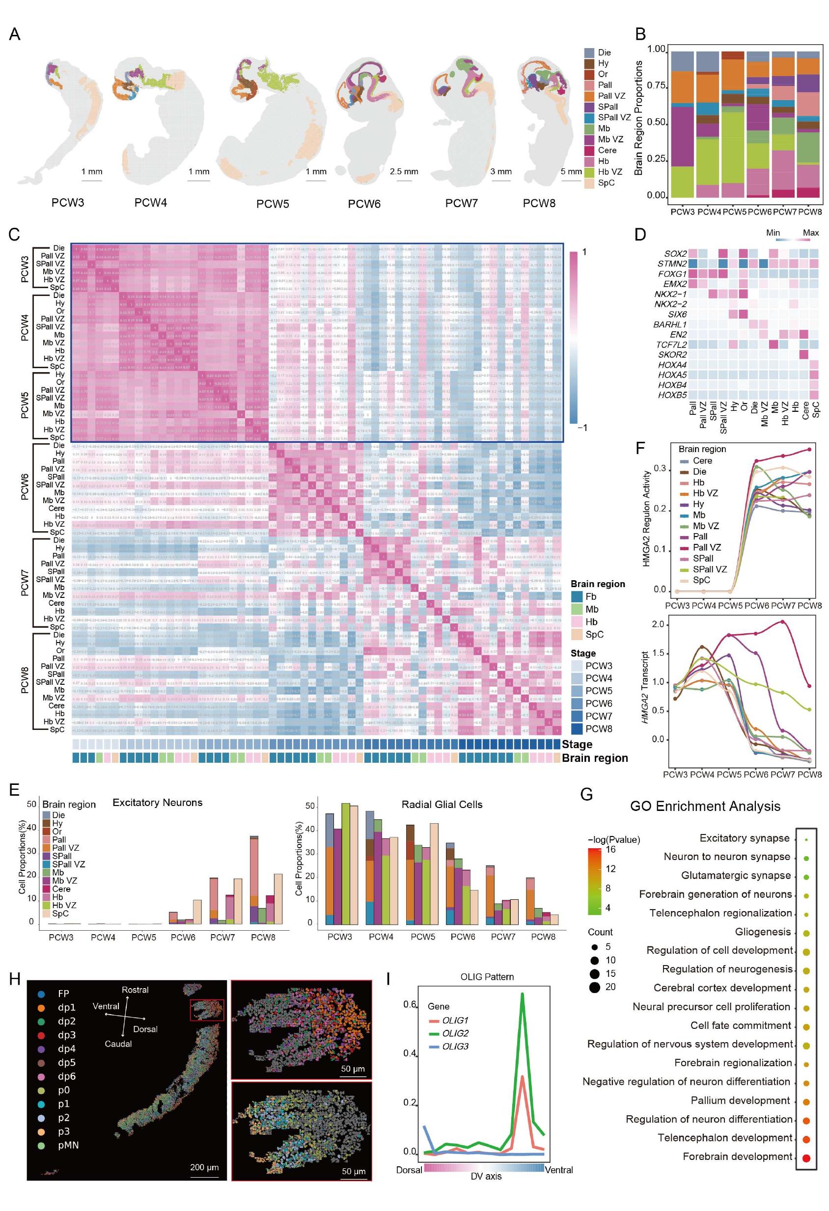 Transcriptomics In Embryogenesis (PDF) Spatiotemporal transcriptome atlas of human embryos after ...