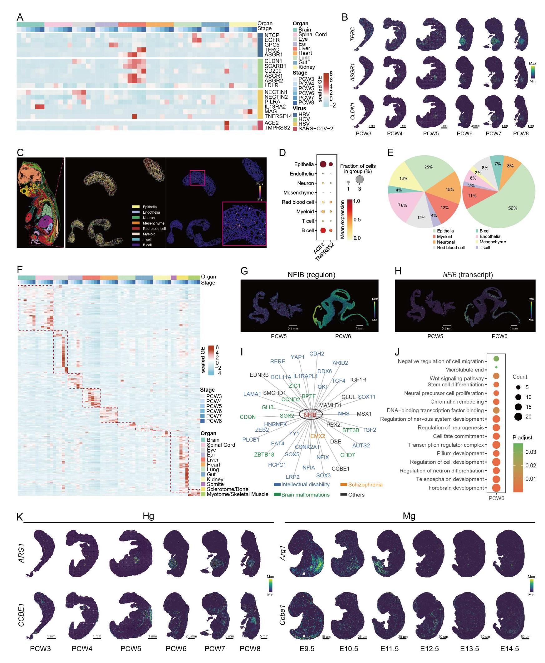 Transcriptomics In Embryogenesis (PDF) Spatiotemporal transcriptome atlas of human embryos after ...