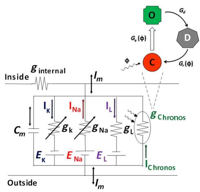 Schematic of equivalent circuit diagram of chronos-expressed