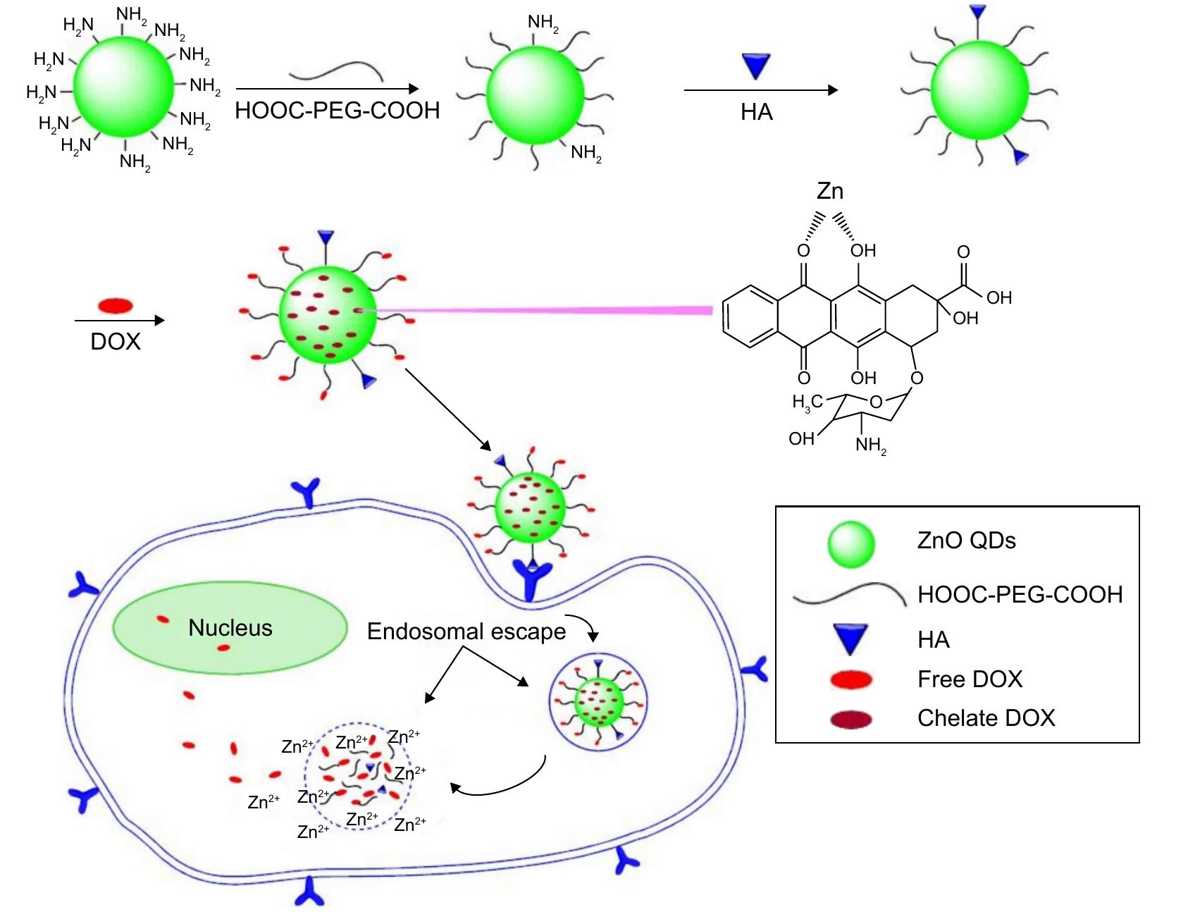 (PDF) Quantum dots in imaging, drug delivery and sensor applications