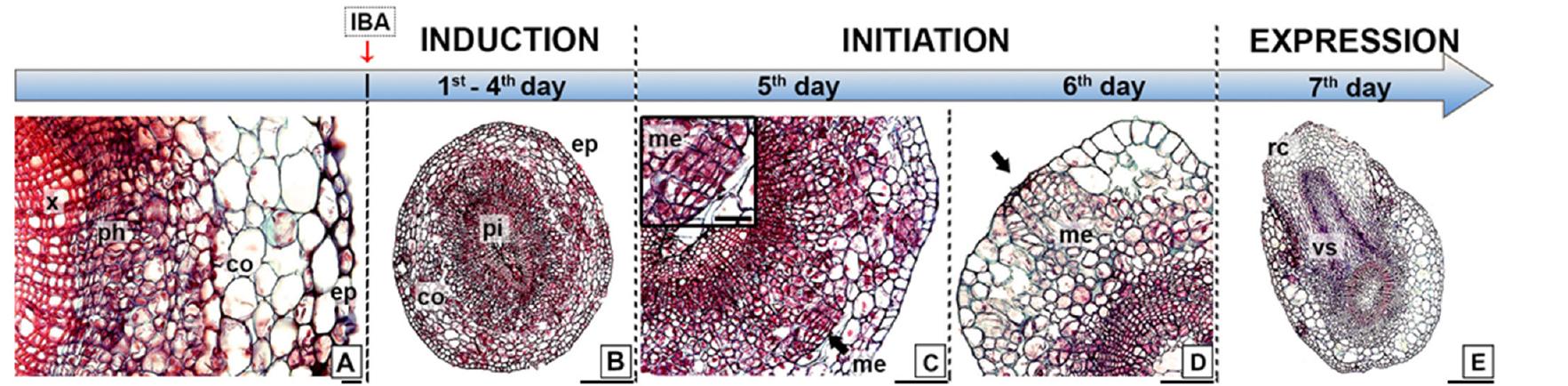 (PDF) Transcriptome Dynamics of Rooting Zone and Leaves during In Vitro ...