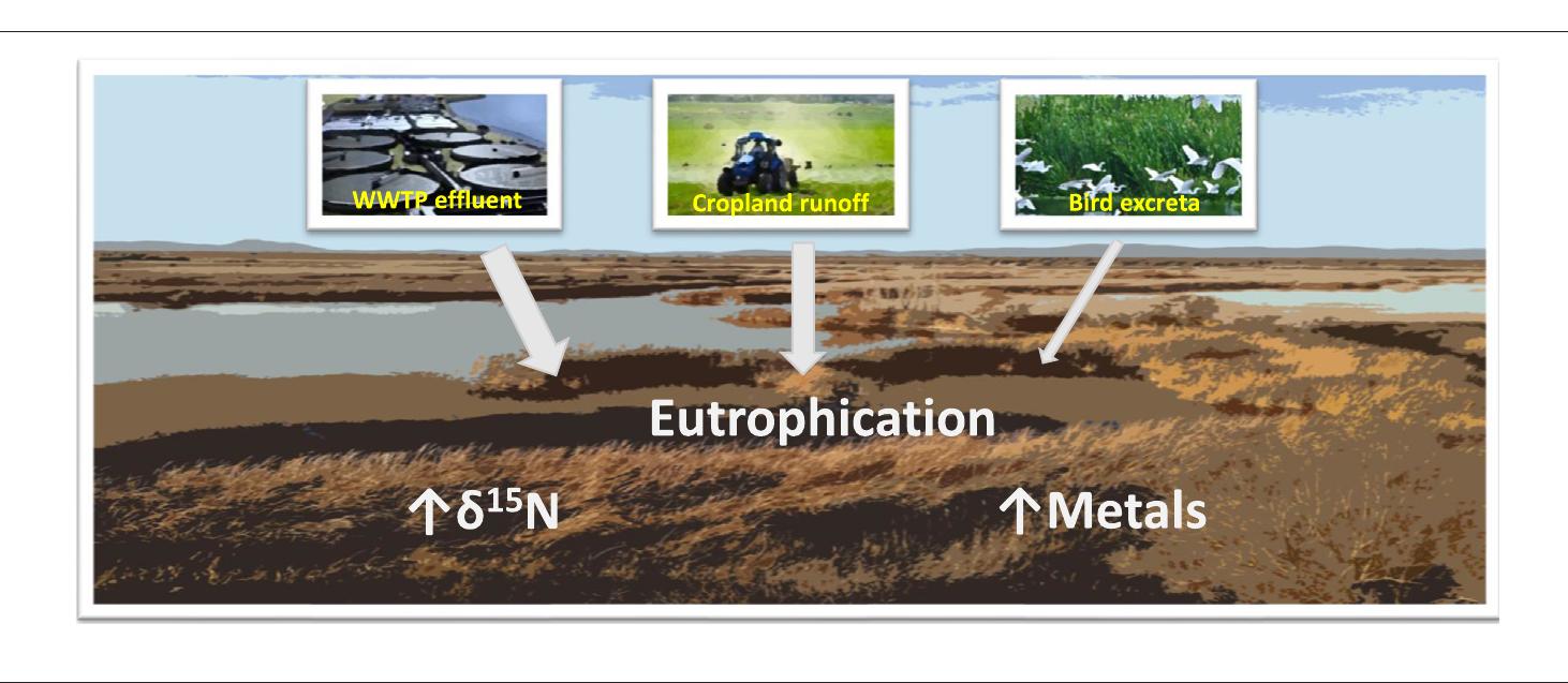 (PDF) Nutrient enrichment and trace element accumulation in sediments ...