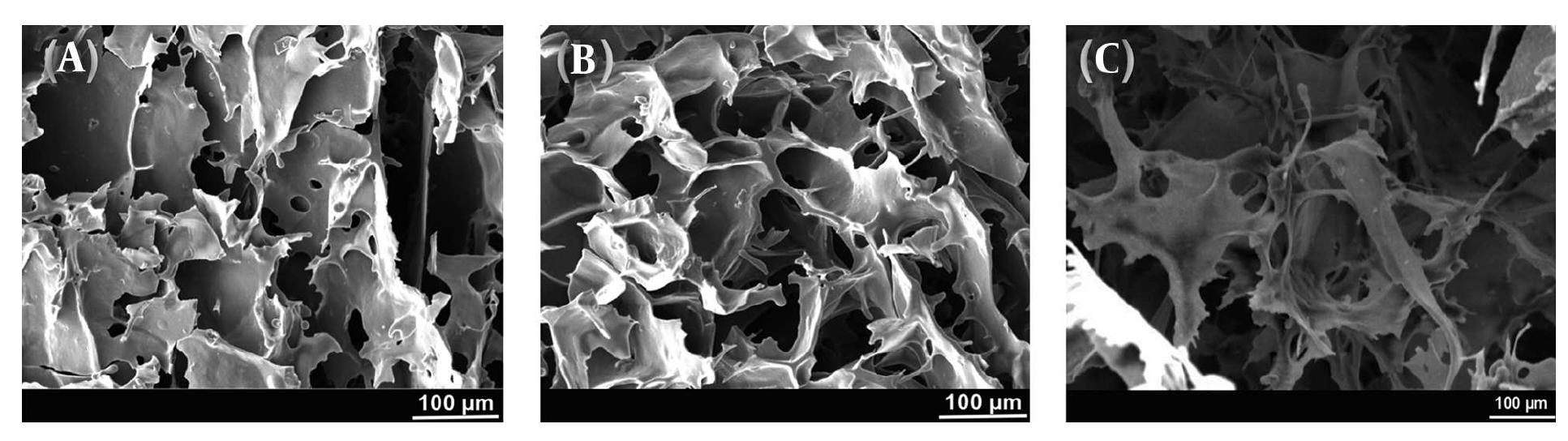 Scanning electron microscopy of alginate scaffolds with
