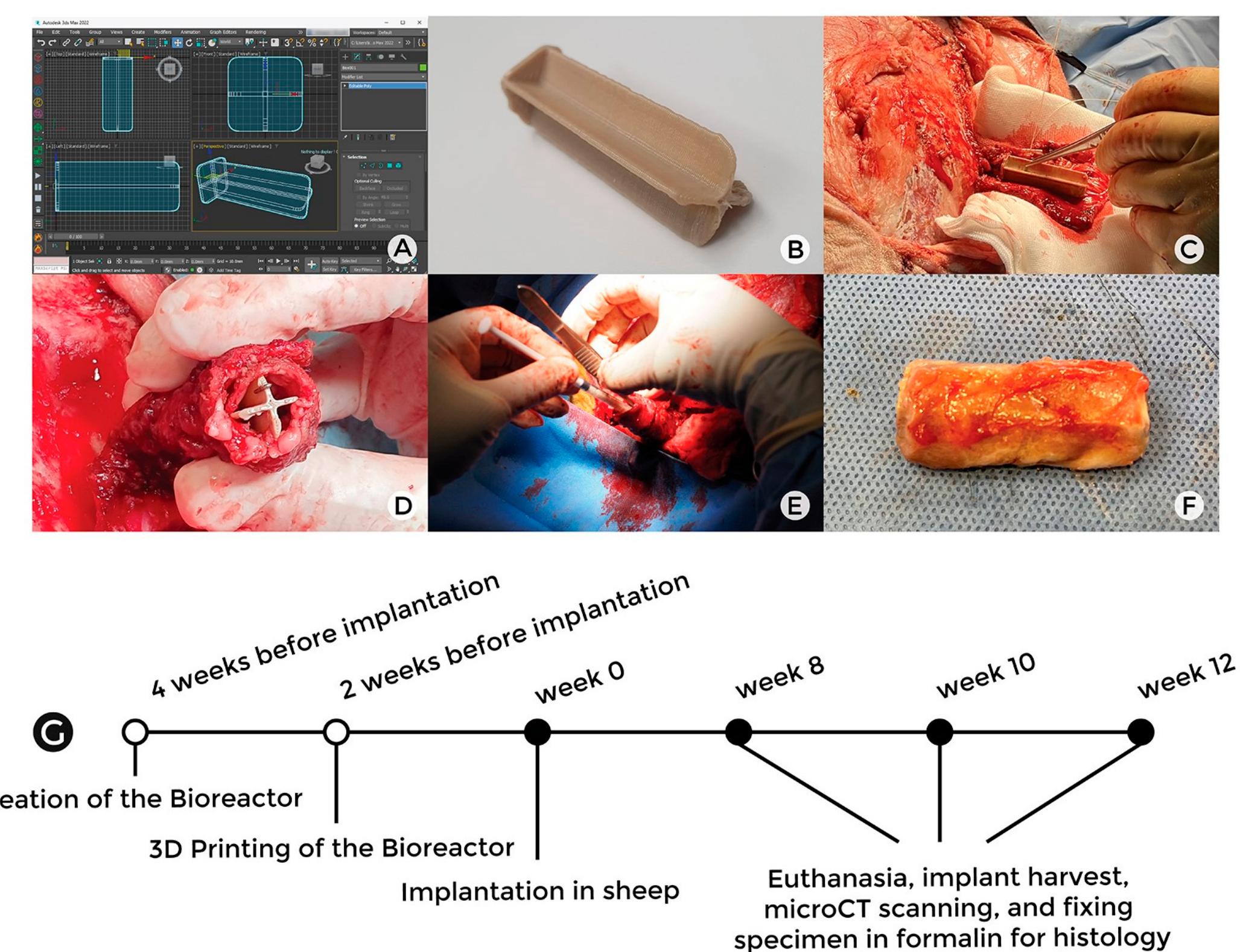 (PDF) A Comparison of In Vivo Bone Tissue Generation Using Calcium ...