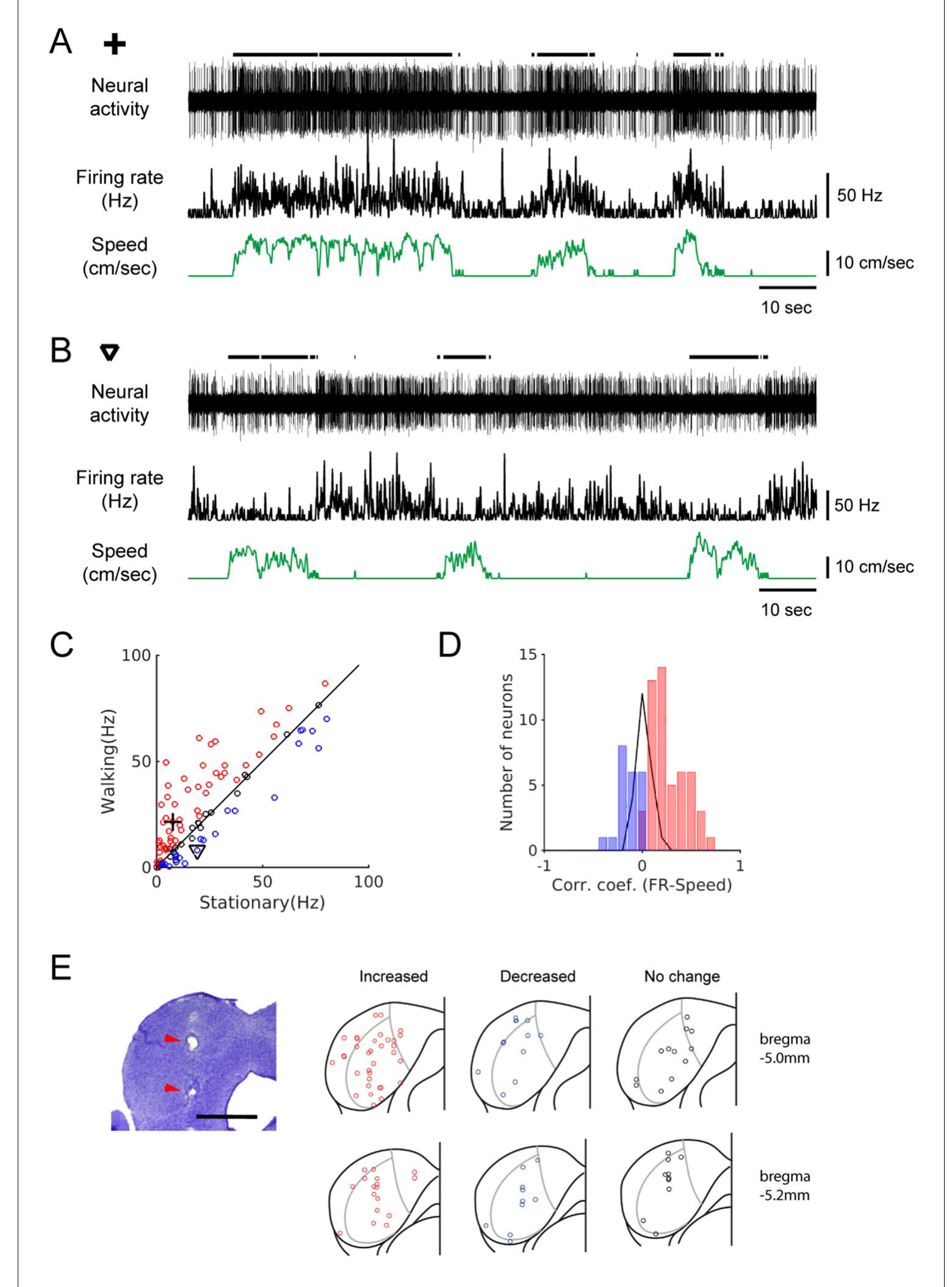 (PDF) Integration of locomotion and auditory signals in the mouse ...