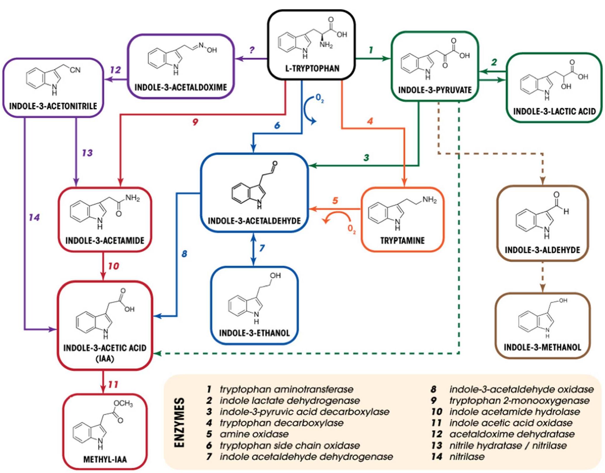 Figure 1 - from Indole-3-acetic acid biosynthesis and its