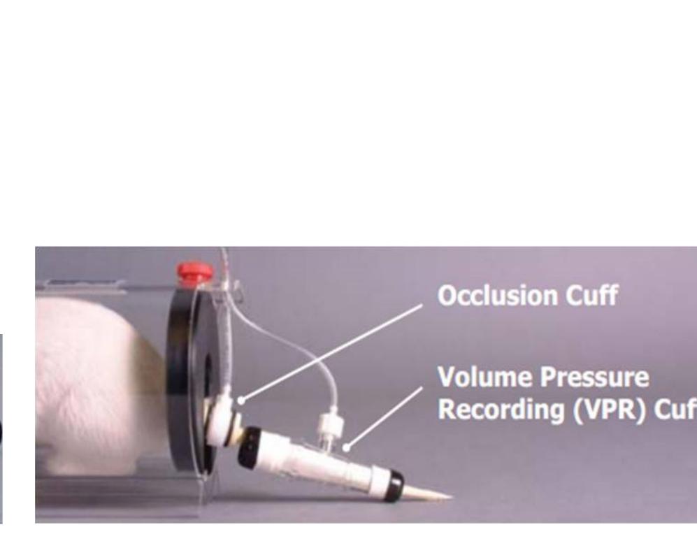 A: pressure cuff, b: tail cuff, c how system is applied on