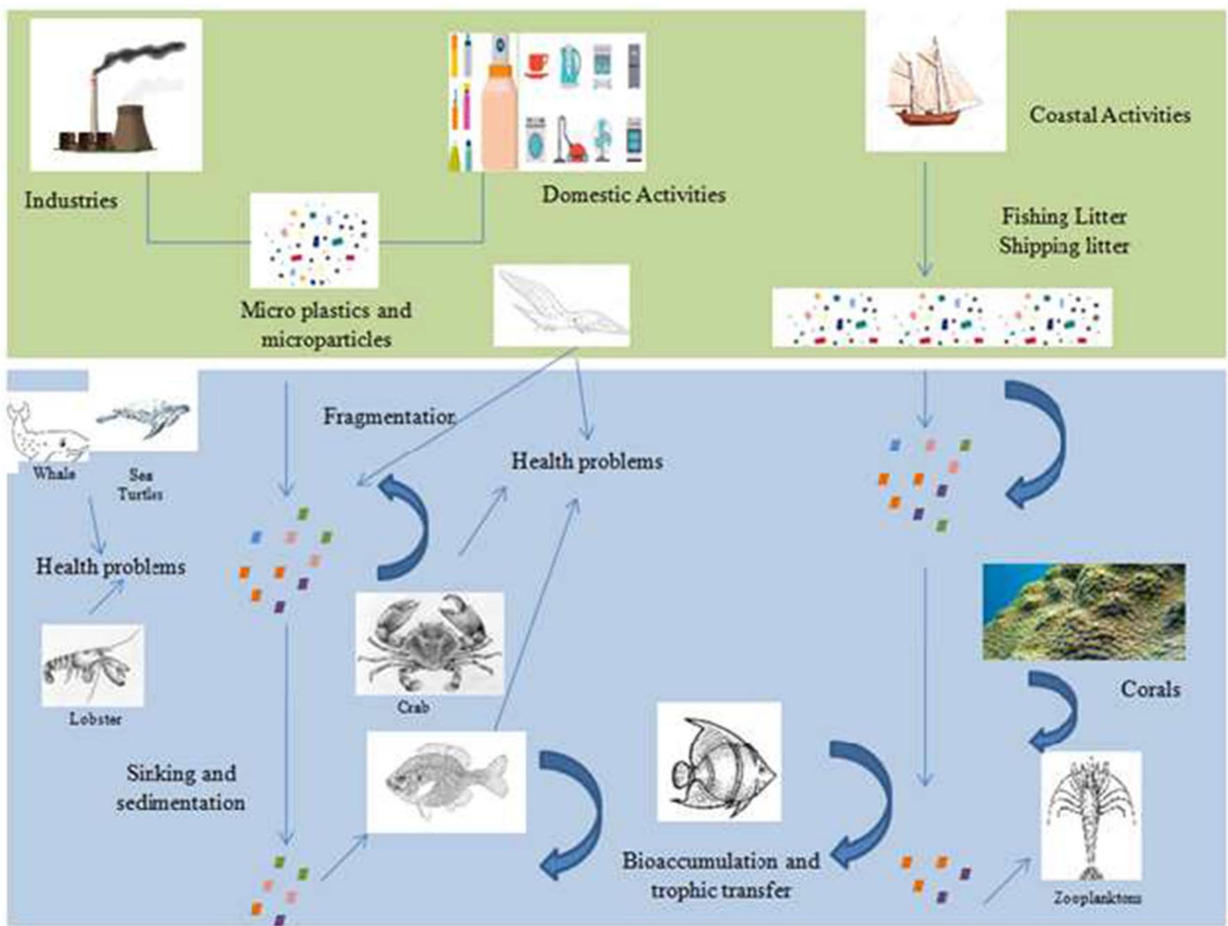 (PDF) Effects of microplastics and nanoplastics on marine environment ...