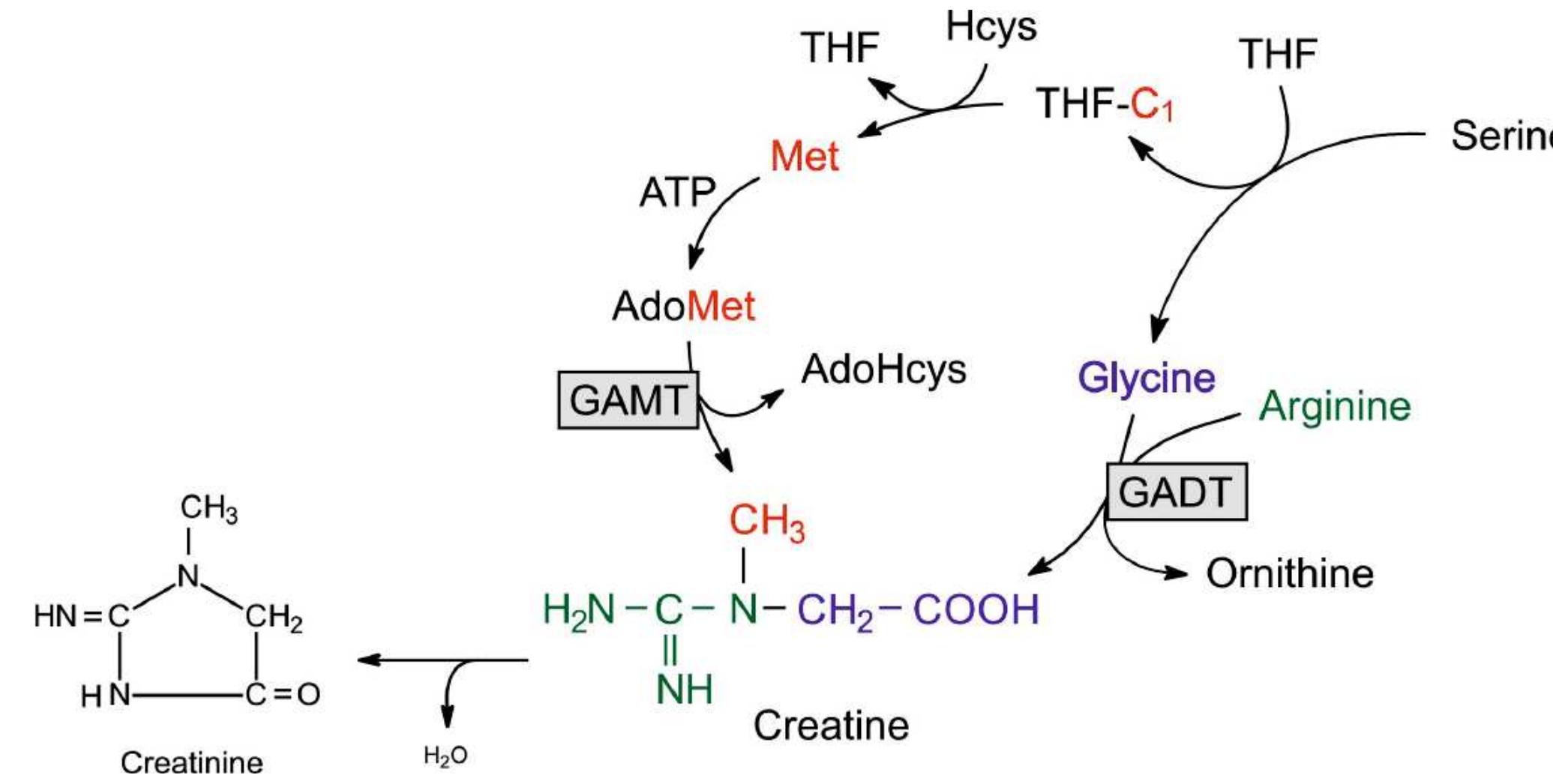 Figure 9 - from A weak link in metabolism: the metabolic
