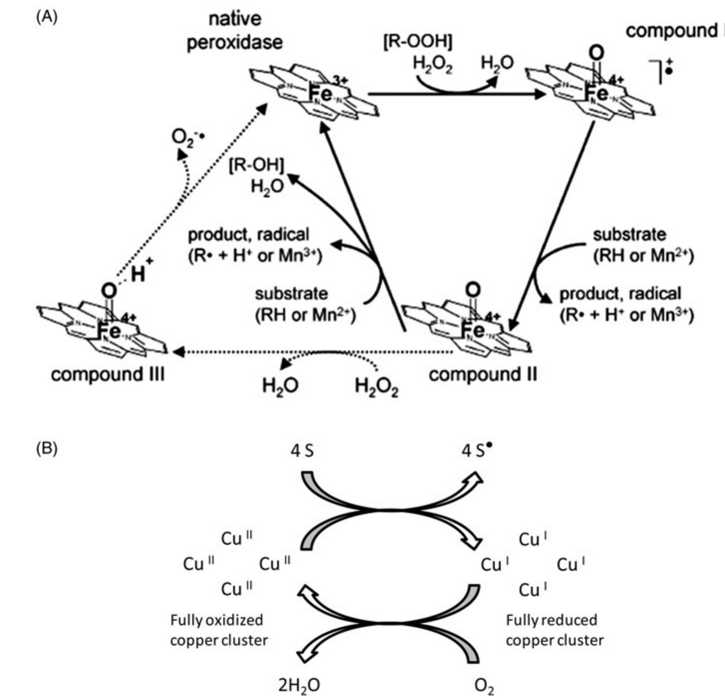 Figure 1 - from Enzymatic reactors for the removal of