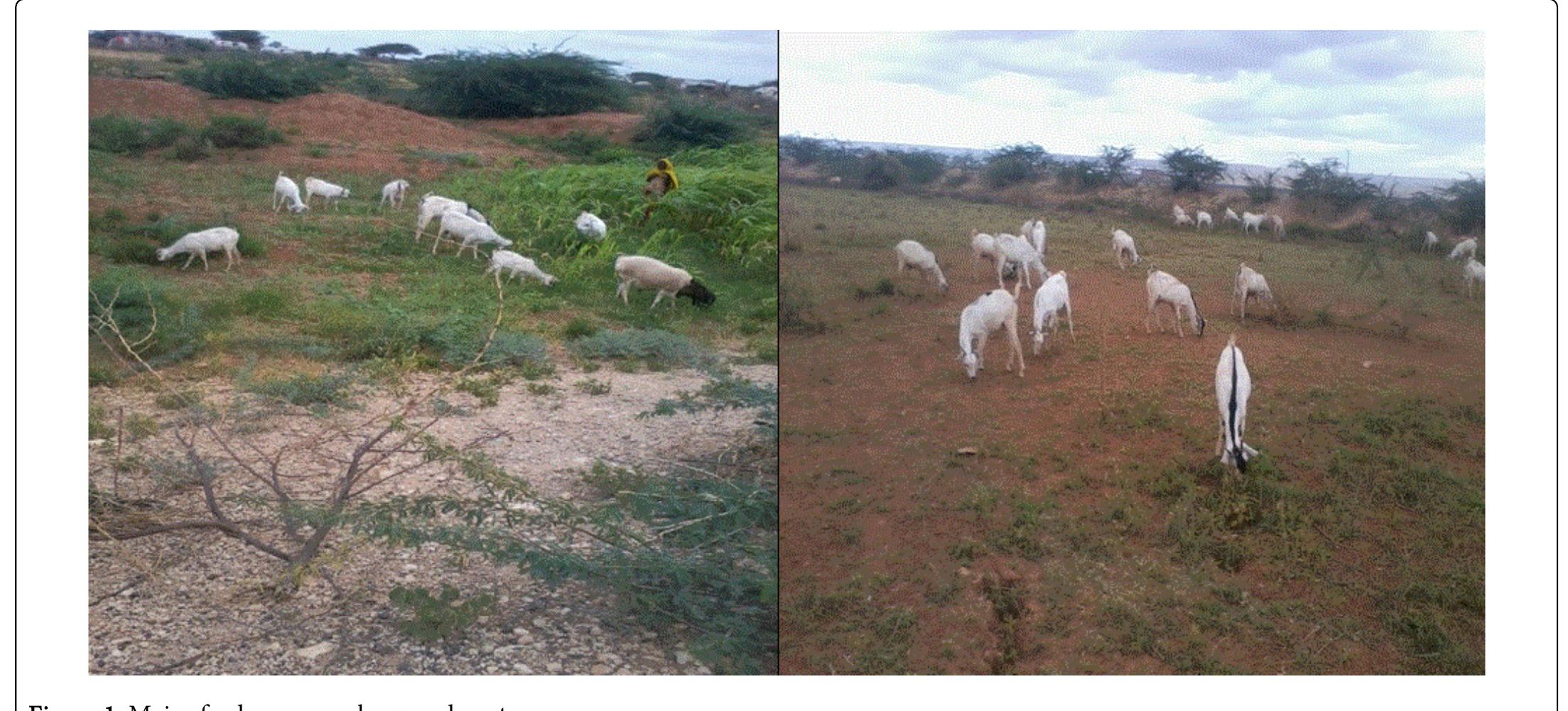 (PDF) Sheep and Goat Production Systems in Degehabur Zone, Eastern ...