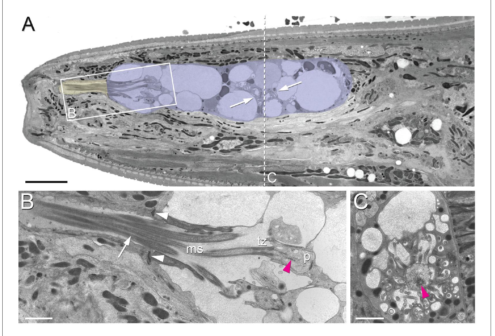 (PDF) Evolution of neuronal anatomy and circuitry in two highly ...