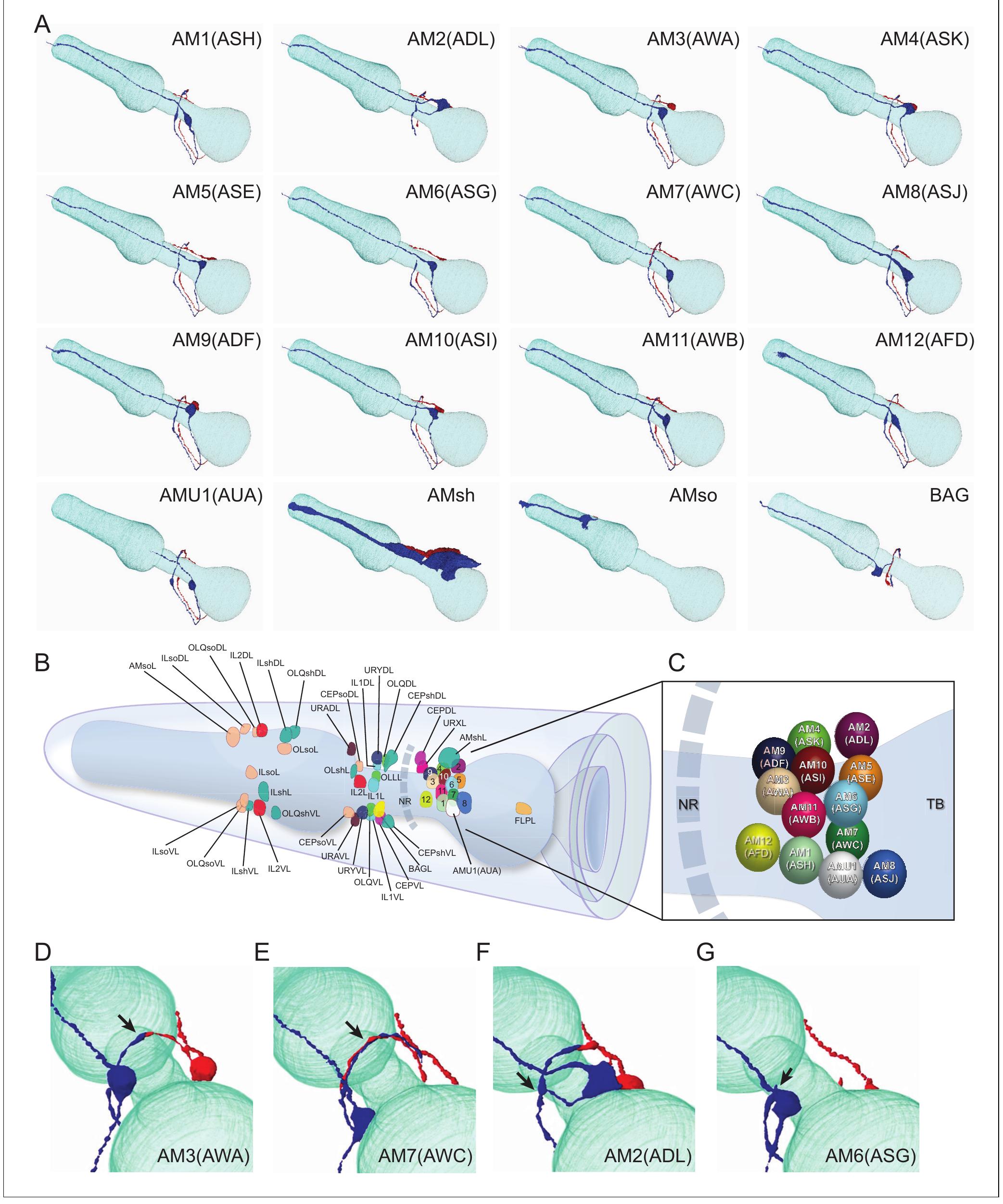 (PDF) Evolution of neuronal anatomy and circuitry in two highly ...