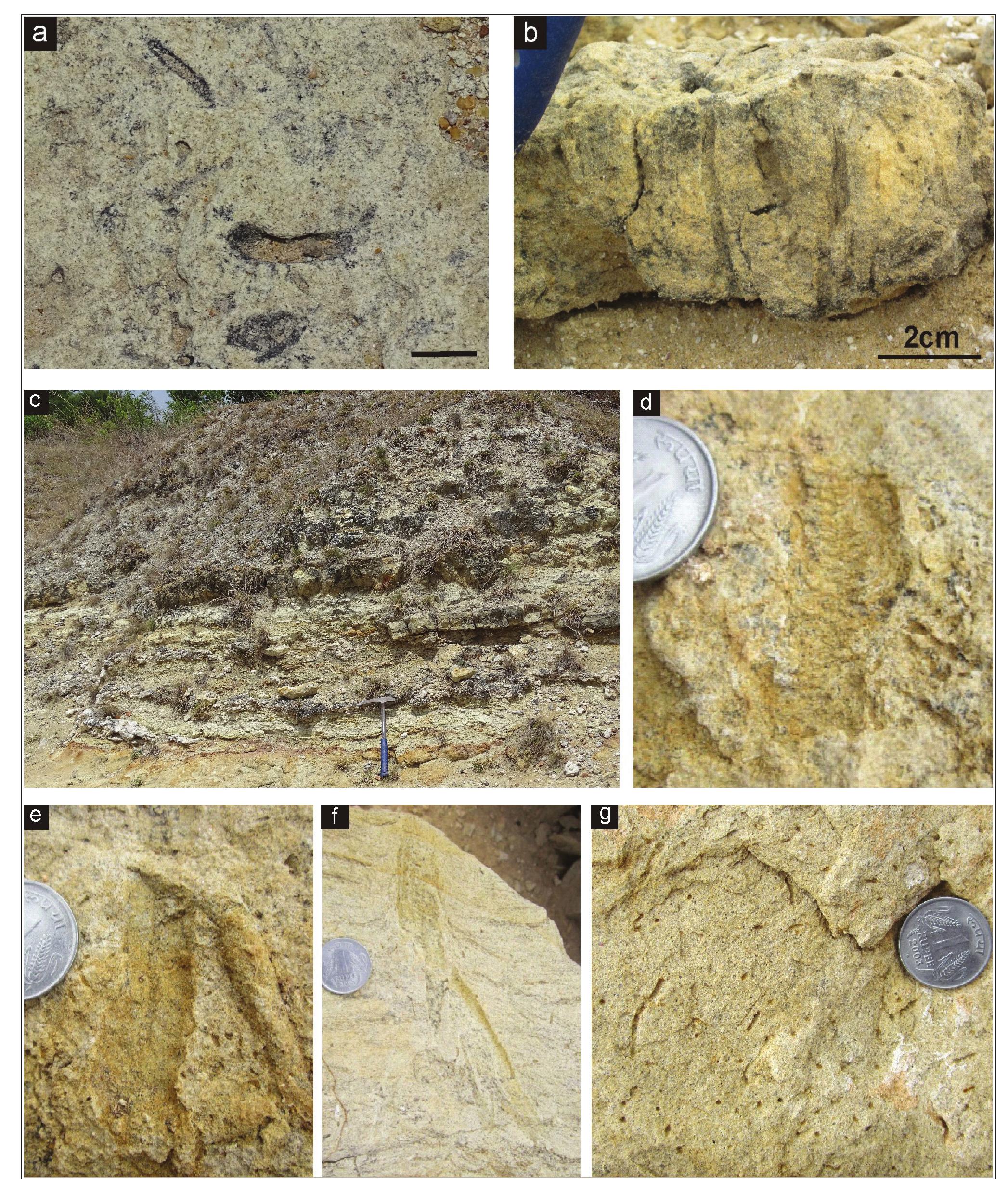 Skolithos (PDF) Facies and trace fossils of the Upper Cretaceous Sillakudi ...