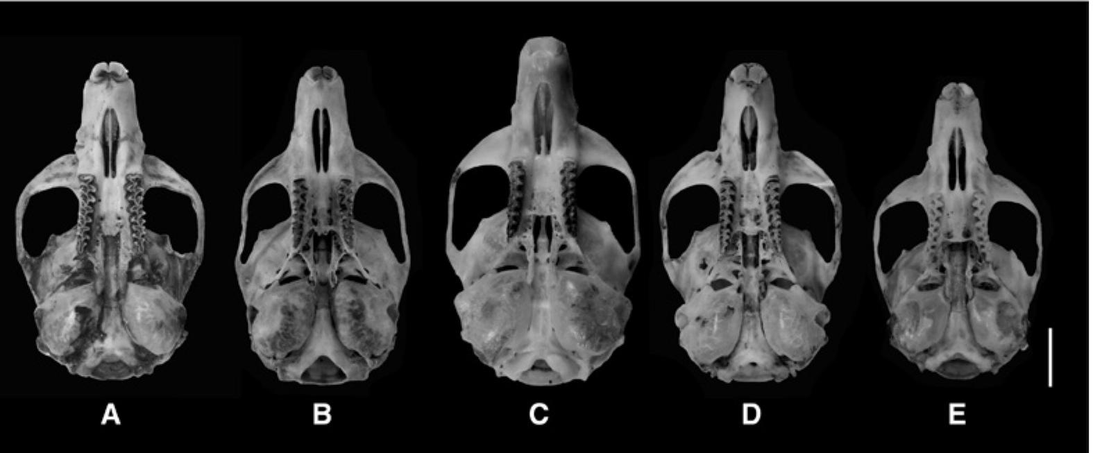 Figure 2 - from Taxonomic and geographic setting of Royle’s