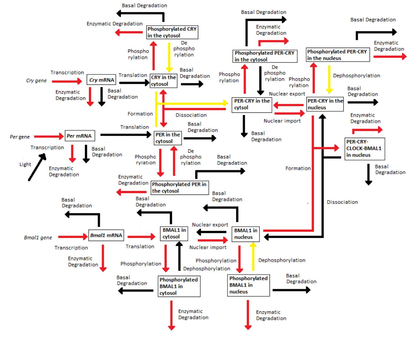 FIGURE D.4: Dynamical process map of SM4.