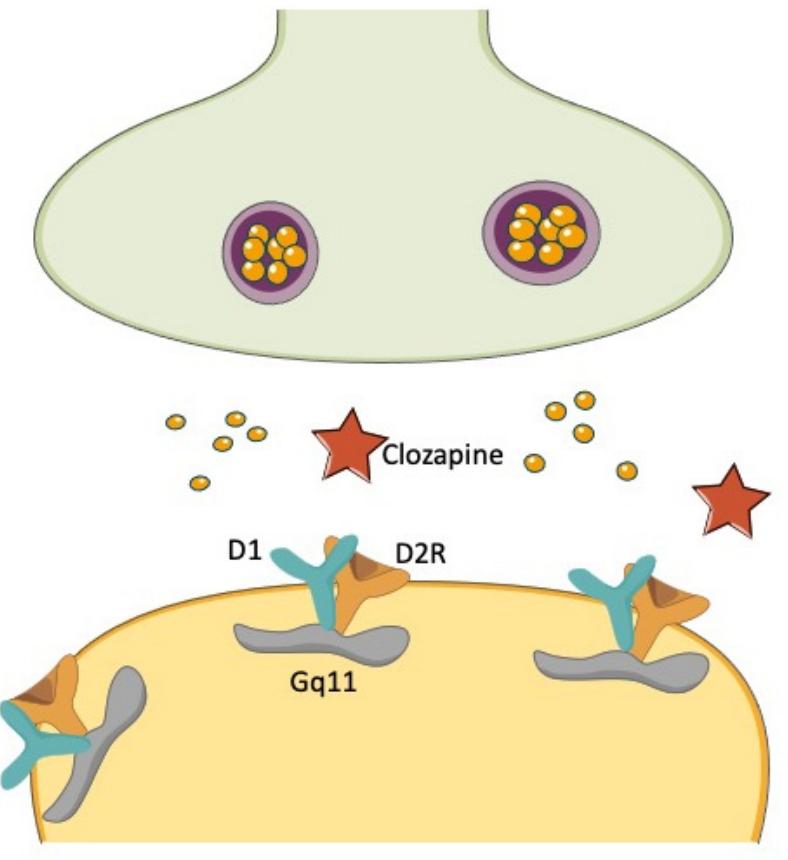 Figure 4 - from Dopamine Dynamics and Neurobiology of