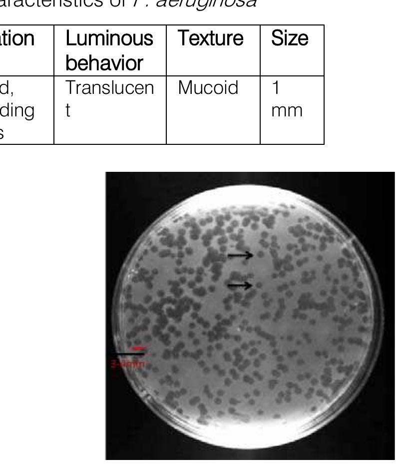 (PDF) Isolation and Partial Characterization of Virulent Phage Specific ...