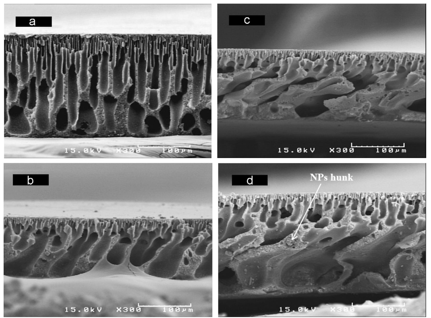 Fesem images of cross section of (a) pristine pes, (b)