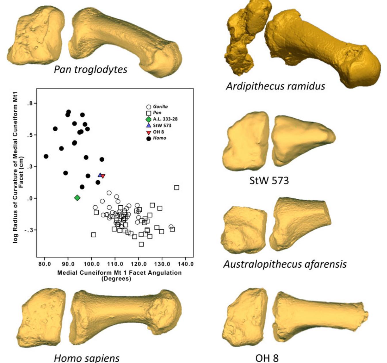 Primate Foot (PDF) The evolution of the human foot