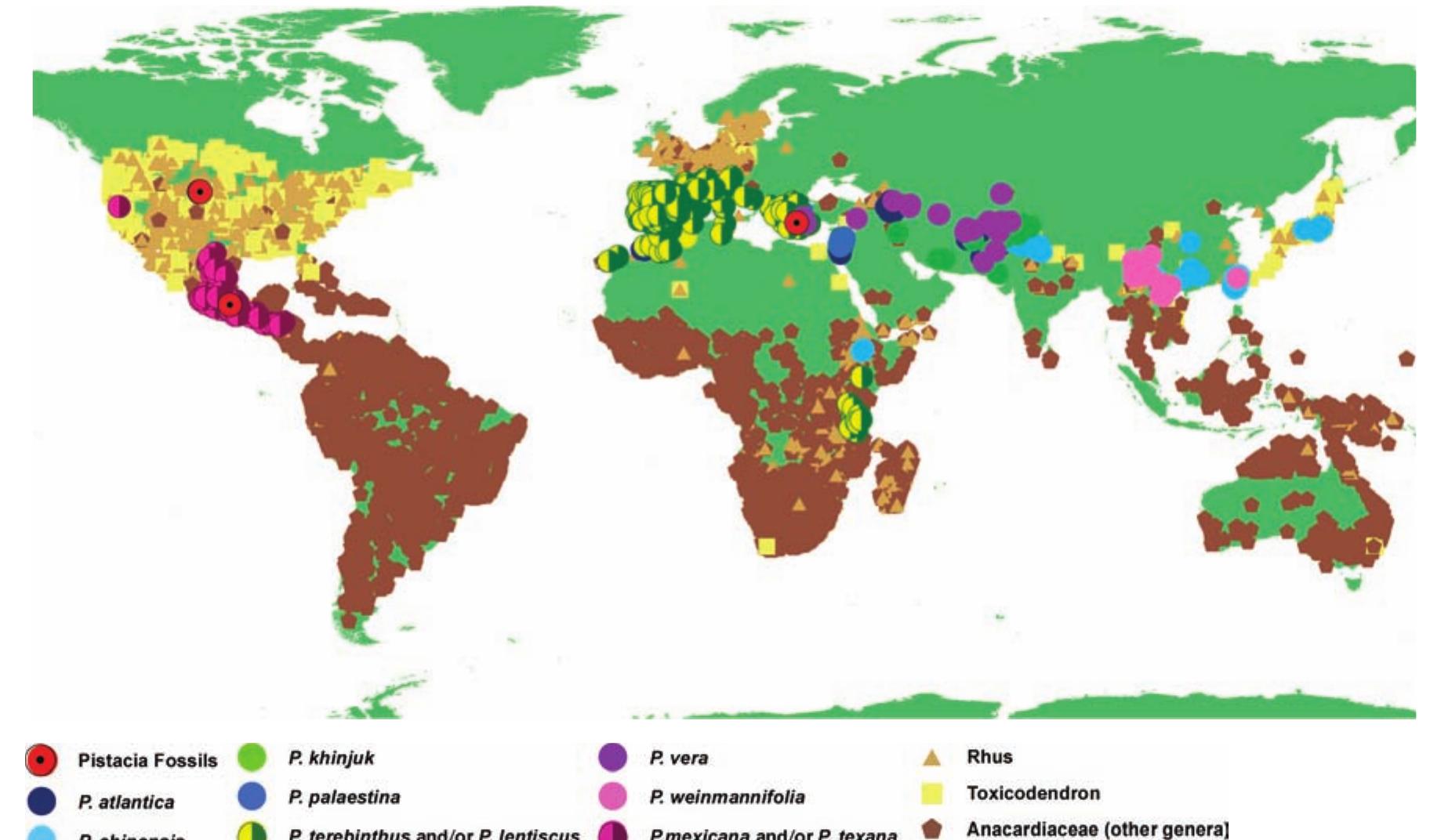(PDF) Geographic distribution and migration pathways of Pistacia ...