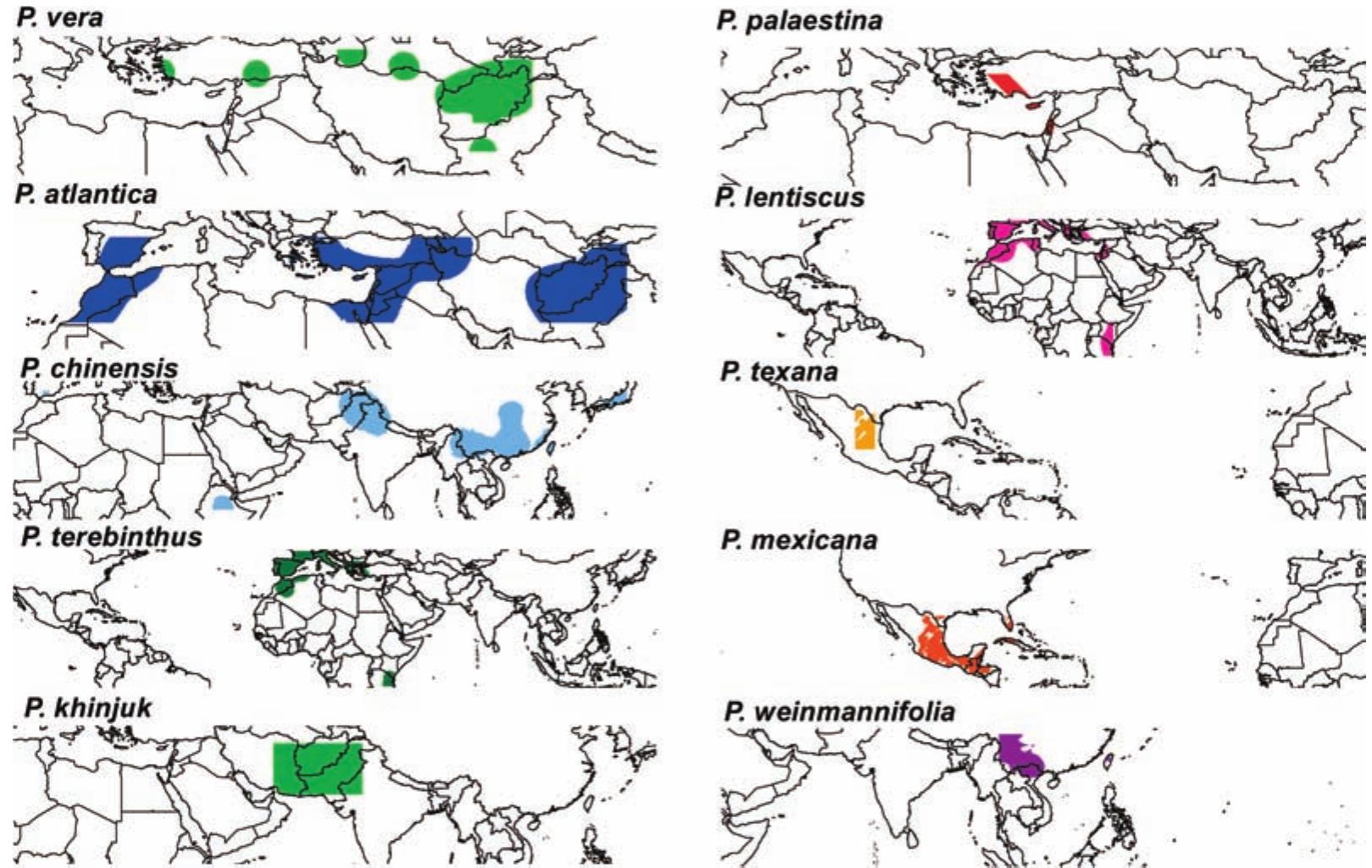 (PDF) Geographic distribution and migration pathways of Pistacia ...