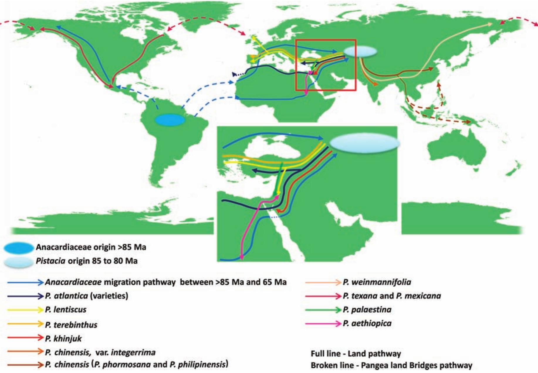 (PDF) Geographic distribution and migration pathways of Pistacia ...