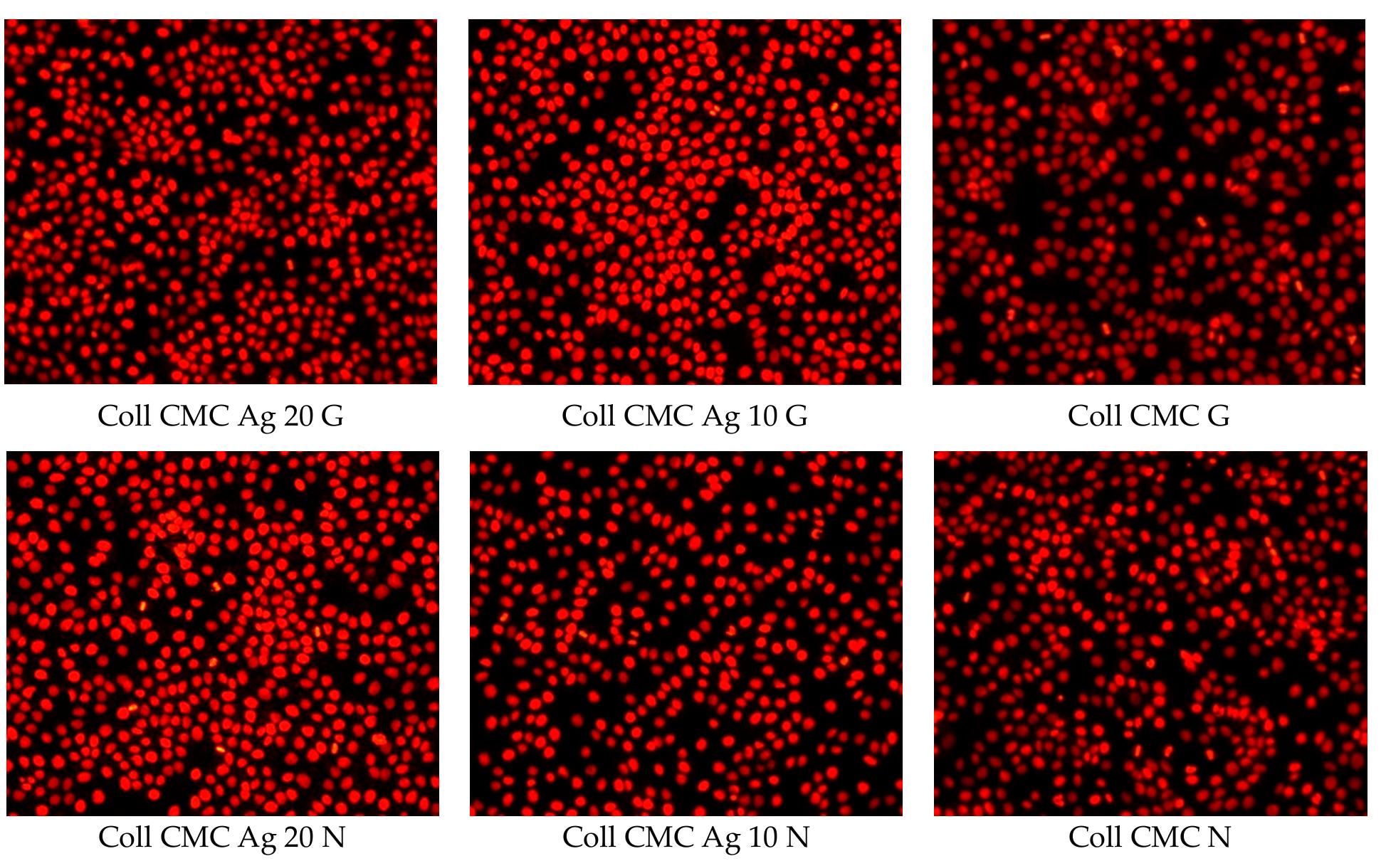 Figure 10. Micrographs showing the morphology of HaCaT cells grown in the presence of Coll CMC with various AgNPs concentration or silver free (control) nanomodified biocomposites. The porous materials were cut with a biopsy driller with a diameter of 4 mm before impregnation. 