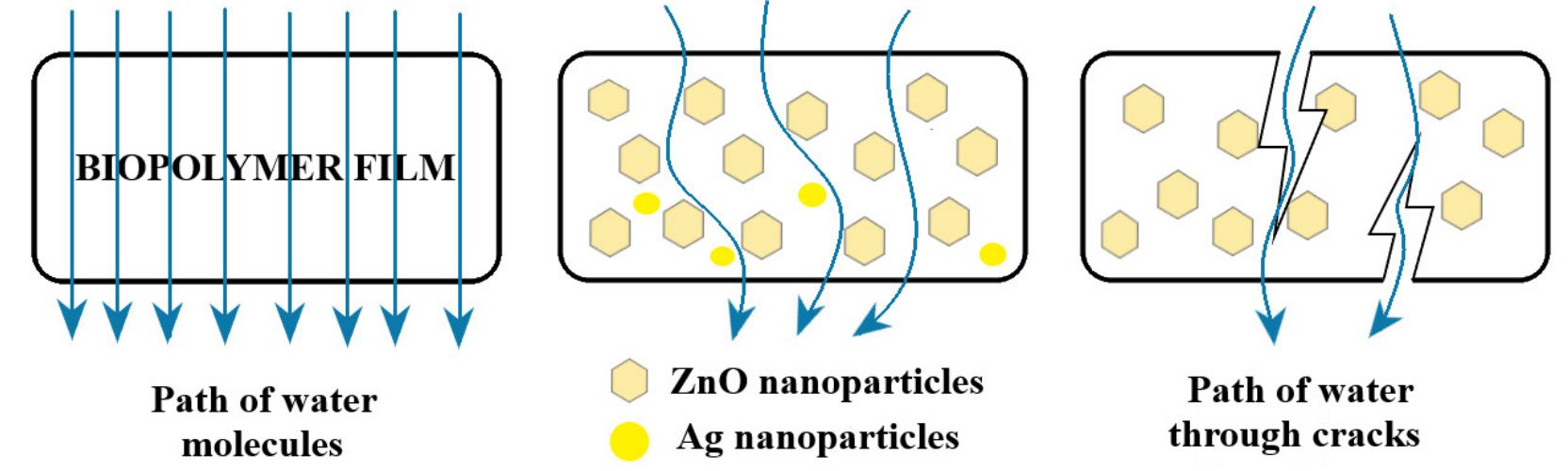 Figure 14. The water vapor permeability (WVP) mechanism for the control film (left), chitosan—ZnO&AgNPs films (middle), and cracked films (right).  aa aaa aia: Ua” aiid aaa Mee aia OEE EE  As the content of ZnO nanoparticles increased, the WVP of samples decreased. As the nanoparticles ire water resistant when compared with the polymer matrix, the decrease of WVP can be ascribed tc he formation of new denser and more tight structures between chitosan and nanoparticles. Therefore he water must pass a more complex/longer pathway as presented in Figure 14. A porous structure can ye expected to present higher WVP, but only if the pores are connected. As the SEM images indicate he CZ1 and CZ2 films have a porous surface, but this is not connected in the body of the film, so the yores are not connected and do not cross the membrane; therefore, in this case, the WVP values are yetter than for the control film. 