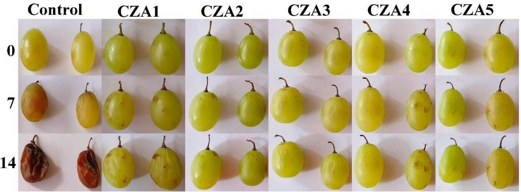 Figure 18. Visual appearance of white grapes packaged in control (polyethylene film) and CZA1-CZA5 films, after 0, 7, and 14 days storage at 30 °C and 60% relative humidity.  The chitosan films with ZnO&AgNPs loaded with citronella essential oil were used for packing white grapes that were stored at room temperature (30 °C and 60% relative humidity) for 14 days. A control lot was packaged in polyethylene film. The preliminary visual quality check (Figure 18) suggests that CZA1—CZAS5 films were effective in preserving the grapes. The decaying of the control  sample was total, with a clear mildew appearance, moldy areas on the surface, and sticky liquid leaking from the fruits.  