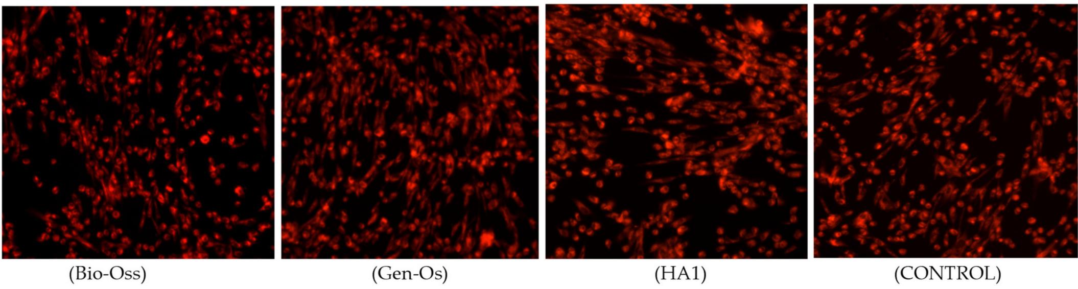 Figure 9. Fluorescent microscopy images of Bio-Oss, Gen-Os, HA1, and CONTROL colored with CMTPX fluorophore.  based on fluorescein diacetate (FDA) hydrolysis by esterase in cells, keeping intact plasma membranes [79]. AFSCs were seeded under the described protocol (control cells only) and in contact with Bio-Oss, Gen-Oss, and HA1 samples, which could be observed as viable at the fluorescence microscope, after 72 h of incubation, with cells absorbing CMTPX fluorophores added in the cytoplasm (Figure 9). Fluorescence microscopy images show that AFSCs are viable and preserve their initial morphology, with homogenous sizes and density distributions in the culture well plates. No fragmented or dead cells could be identified on the background in the presence of xenografts and HA1 powders, as well as without any biomaterials in contact. In addition, from the images, the formation of filopodia actin-rich protrusions attached by many cells could be seen. As they are usually involved in numerous cellular processes, including cell migration, wound healing, adhesion to the extracellular matrix, and guidance toward chemoattractants, it demonstrates that seeded AFSCs exhibit a good comparable bioactivity for all samples analyzed [79].  