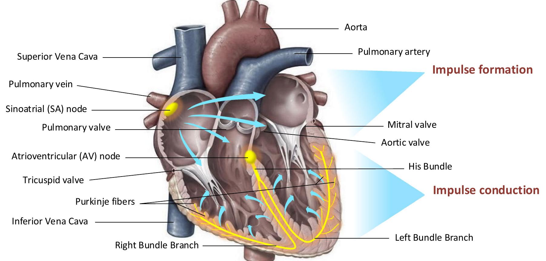 (PDF) Technological and Clinical Challenges in Lead Placement for