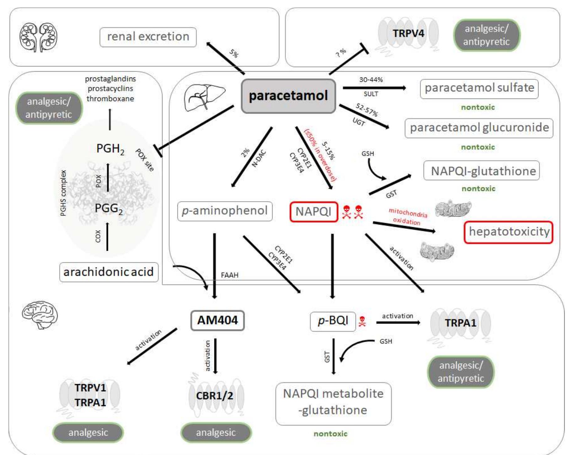 (PDF) Paracetamol (Acetaminophen) and the Developing Brain