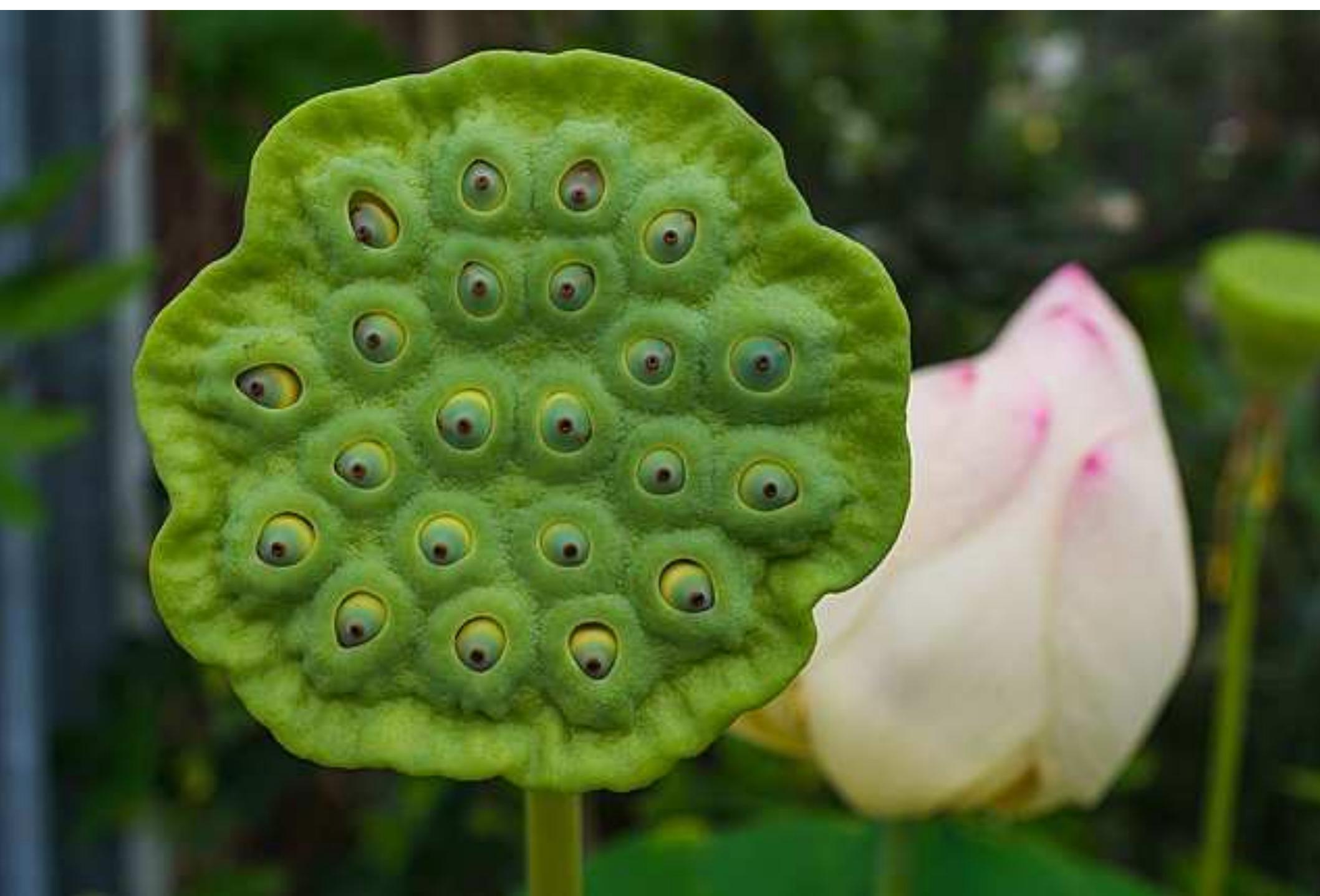 Fruit of Lotos Nelumbo nucifera, Botanischer Garten Linz/ Austria @ Iswal 
