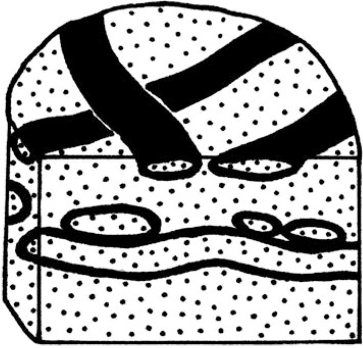 92 general morphology of palaeophycus and its appearance in