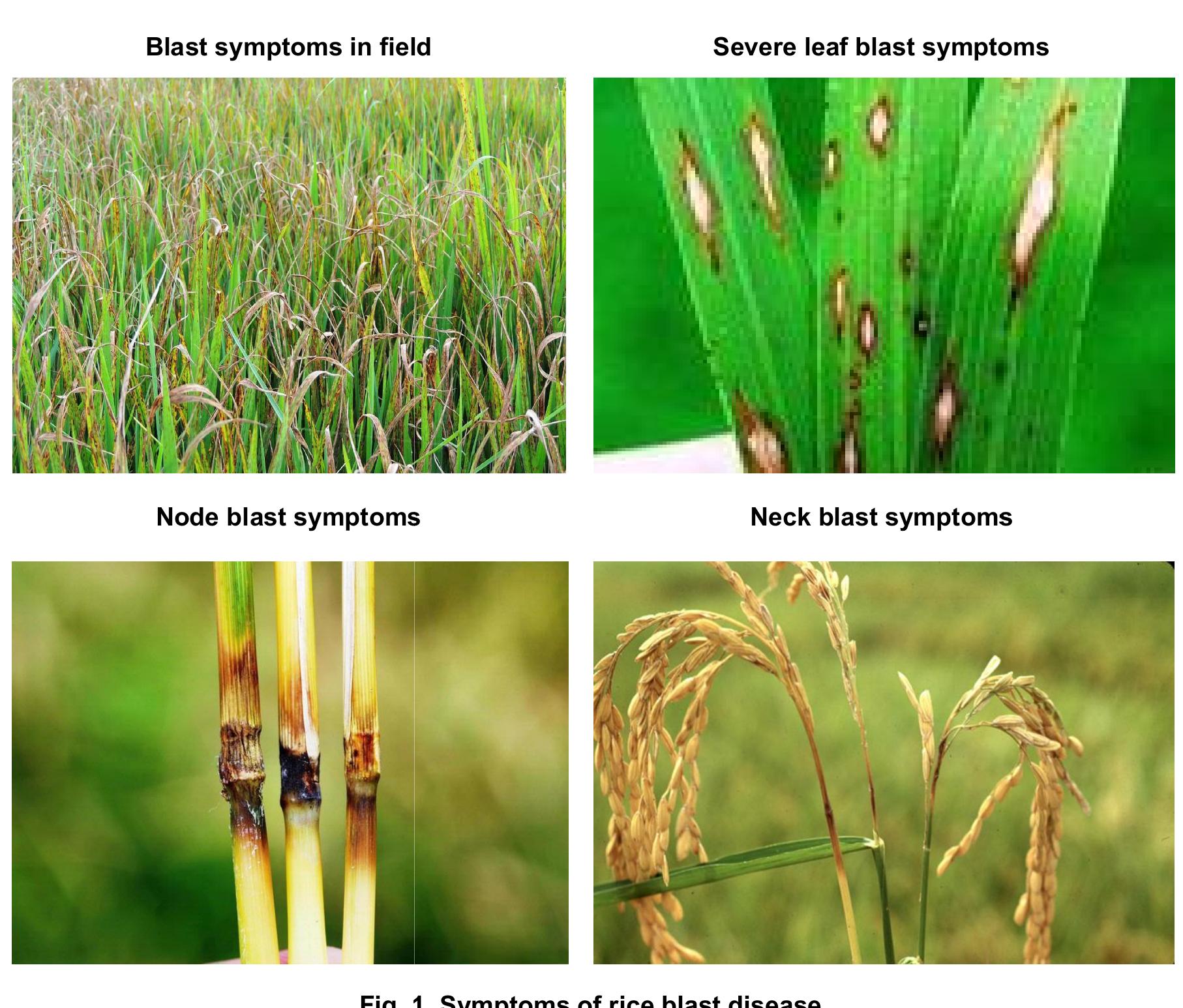 (PDF) Review: Rice Blast Disease