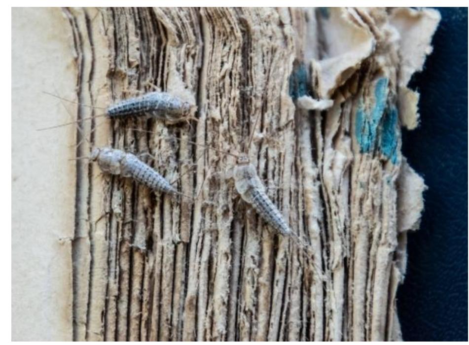 (PDF) Integrated Pest Management in Museums: What, Why and How