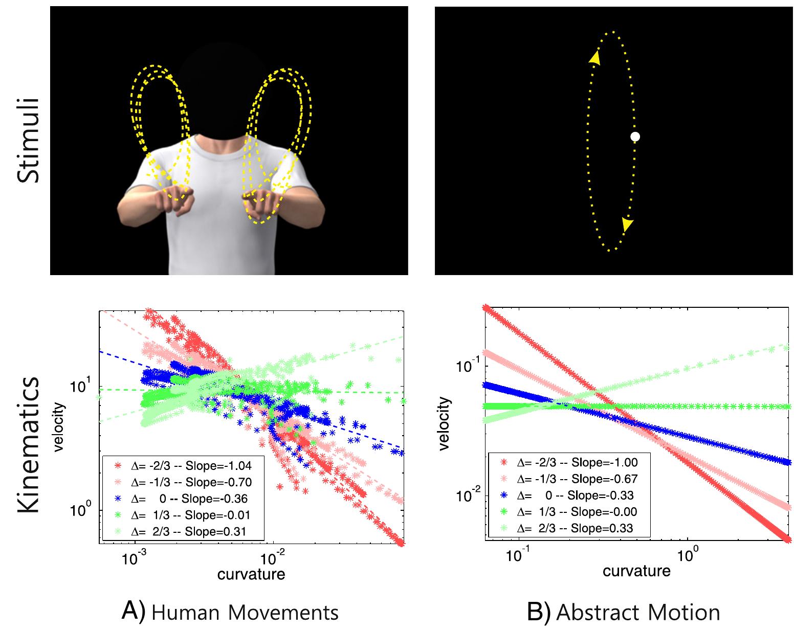 Fig. 1. Human movements and abstract motion stimuli. (Panel A) In the “human movements” condition, visual stimuli consisted of a computer-animated character moving its hands alon; acurvilinear path (upper part of Fig 1A). Hand trajectories were obtained by motion capturing the movements of a human subject. We generated five different types of stimuli by changin; the exponent A of the power law relationship between instantaneous velocity and local curvature of the hand trajectories (see Methods for further details). In the normal condition (i. A = 0), the movements of the computer-generated character were the originally recorded movements and thus complied with normal human kinematic laws of motion. Four additiona animations (i.e. A = —2/3, A = —1/3, A= 1/3 and A = 2/3) were obtained by different degree of perturbations of the slope of the power law. All animations lasted 3 s and the face of th avatar was occluded. (Panel B) In the “abstract motion” condition, visual stimuli consisted of a dot moving along an elliptical path. As in the “human movements” condition, we generate< five stimuli by changing the exponent of the power law relationship between instantaneous velocity and local curvature of the ellipse. That is, a normal condition A = 0; and fou conditions in which we changed the slope of the power law by different amounts (A = —2/3, A = —1/3, A= 1/3, and A = 2/3). The bottom part of the figure compares thi kinematic characteristics of the human movements (left panel) and abstract motion stimuli (panel right) before and after perturbation. Data for the normal unperturbed conditio1 (A = 0) are shown in blue; the two conditions in which we decreased the slope of the power law (A = —2/3 and A = — 1/3) are shown in hues of red; while the two conditions i  which we increased the power law (A = 1/3 and A = 2/3) are shown in hues of green. The insets show the slope of the power law computed by least square fit of a linear regresso to the data (dashed lines) for each experimental condition. 