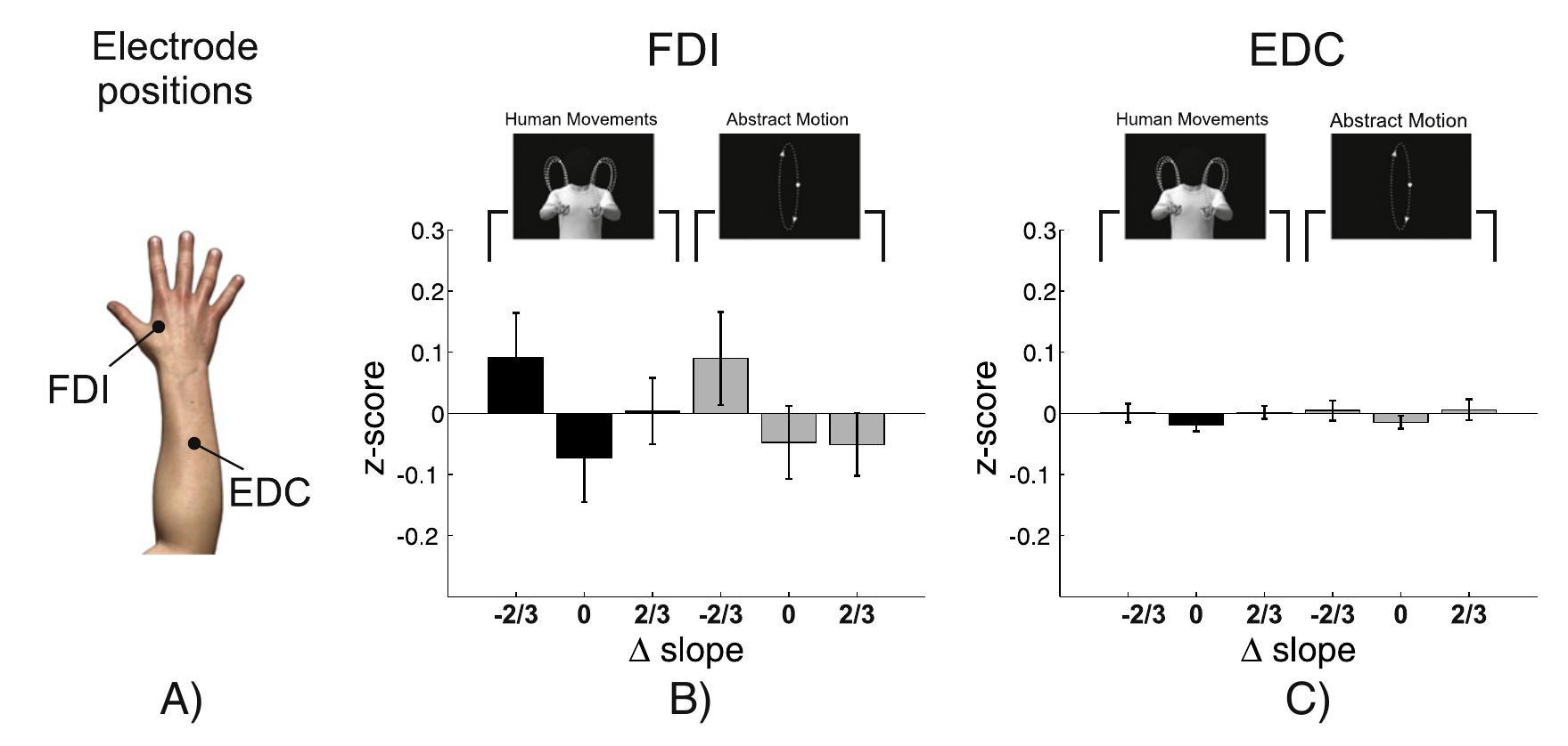 Fig. 3. Electrode positions and results of the TMS experiment. Panel A shows the locations of the two muscles from which we recorded MEPs: first dorsal interosseus (FDI) and extensor digitorum communis (EDC), respectively. Panels B and C show the average z-scores for the biological motion (black bars) and abstract motion (gray bars) conditions. The data were  analyzed with a 3-way ANOVA with factors stimulus type (levels: human motion, abstract motion), muscle (levels: FDI, EDC) and A (levels: — 2/3, 0, 2/3). The only significant effect was an interaction between the factors A and muscle. A subsequent analysis indicated that the factor A was significant only for FDI but not for EDC. Interestingly, the factor stimulus  type was not significant indicating that human movements and abstract motion did not significantly differ in the overall levels of cortico-spinal excitability that they elicited.  of high curvature and accelerates in points of low curvature along the el- liptical path. The condition for which the dot actually moves at a con- stant speed corresponds to a value of A = 1/3. This is a known visual illusion and was interpreted as suggesting that the human visual system is biased toward stimuli complying with human kinematic invariants (Viviani and Stucchi, 1992). The results shown in Fig. 2B provide a quantitative assessment of the strength of this illusion as a function of the slope of the power law. Post-hoc Wilcoxon pairwise compari- sons revealed no significant difference between the two conditions A = Oand A = 1/73, although these two conditions are significantly different from all others. This result suggests that this illusion is pres- ent in the interval of slopes between A = 0 (normal slope of the 2/3 power law) and A = 1/3 (motion at physically constant speed) and it   Having measured the visual sensitivity of human subjects in assessing deviations from the 2/3 power law, we next investigated its physiological correlates. To this end, we used single-pulse TMS to com- pare physiological responses of the observer's motor system during ob- servation of human movements and abstract motion displays. To avoid potential distress to our participants, in our TMS experiments, we re- duced the total duration of each session by including only a subset of 