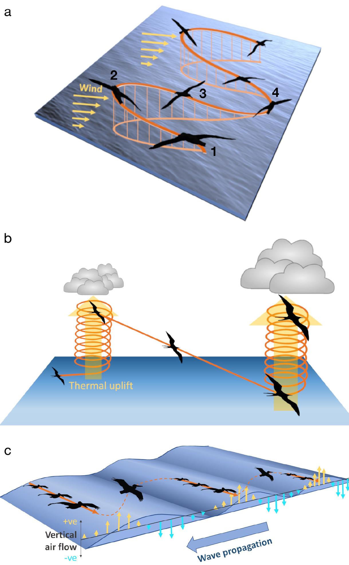 (PDF) Effects of wind on the movement, behavior, energetics, and life ...