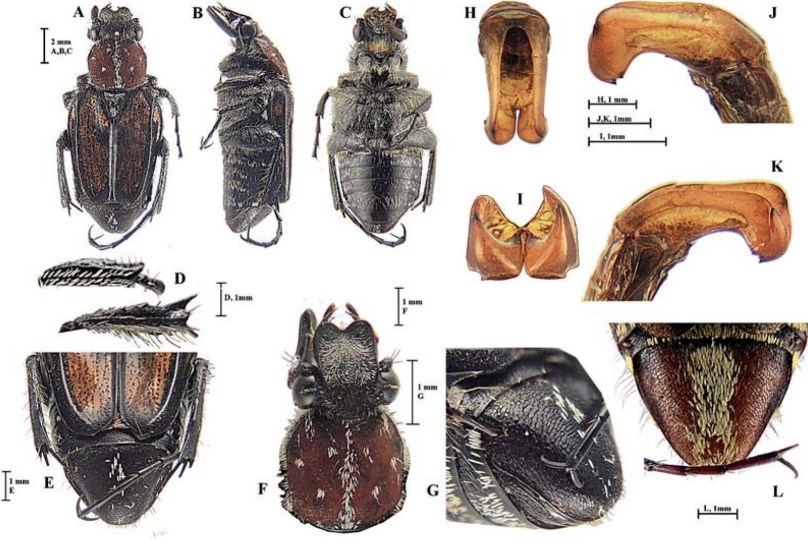 Bulb. nigromaculatum from Cameroon Bulbophyllum nigericum Summerh